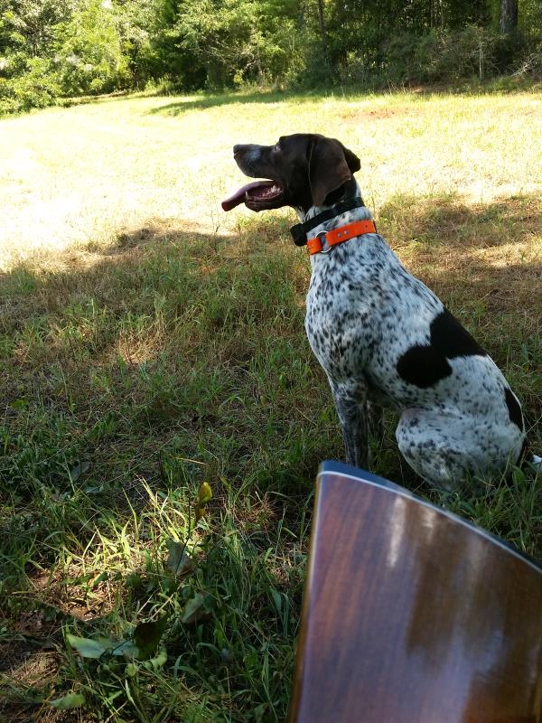 /Images/uploads/Southeast German Shorthaired Pointer Rescue/segspcalendarcontest2018/entries/8792thumb.jpg